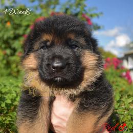 Red - Black and red male German Shepherd puppy in Orlando, Florida from AceHaven Canines