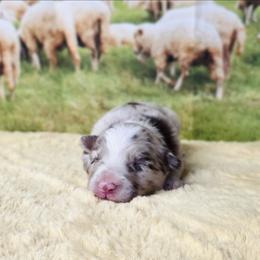 Daisy - White and red merle female Border Collie puppy in Avilla, Indiana from Borderline Kennels