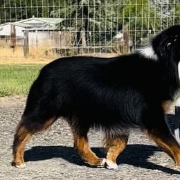 Auggie - Miniature Australian Shepherd