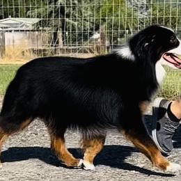 Auggie - Miniature Australian Shepherd