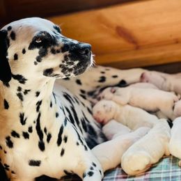 Lilly - Dalmatian