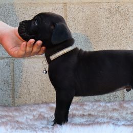 Gray collar - Black male Cane Corso puppy in Caliente, California from Rafter Cross 7