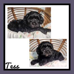 Tess - Black female Schnoodle puppy in Lebanon, Missouri from Cedar Glades Canines