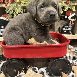 Charcoal Male- Shadow (Yellow) - Charcoal male Dilute Retriever puppy in Marion, Illinois from Summer Lovin’ Labradors of Southern Illinois