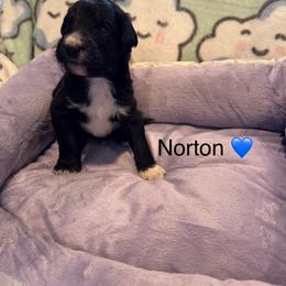 Norton - White and black male Bordoodle puppy in Republic, Missouri from Holland Hilltop Farm