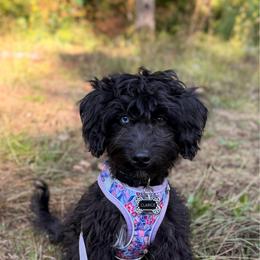 Aussiedoodle puppies from Korbella Farm