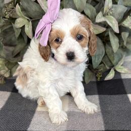Eleven - Purple - Blenheim female Cavapoo puppy in South Jordan, Utah from Simply Sweet Paws. LLC