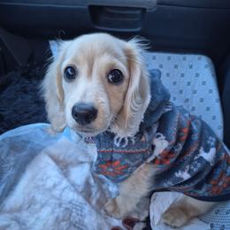 Charlie - Dachshund