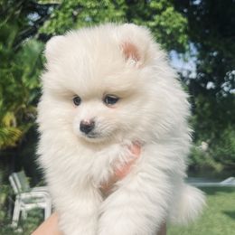 Pomeranians from Daniela's Pomeranians