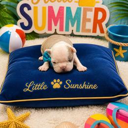 Lilac Half White Face Boy - Black and white female Boston Terrier puppy in San Antonio, Texas from JT Bostons
