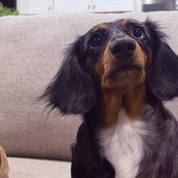 Dachshunds from Royal Dachshunds