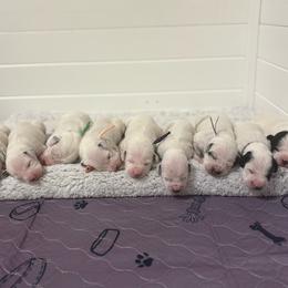 Clair -pink collar - White and black female Dalmatian puppy in Whitwell, Tennessee from Rock a Dalmatian “RockADal”