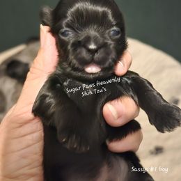 Ben - Black and white male Shih Tzu puppy in Havelock, North Carolina from Sugar Paws Heavenly Shih Tzu’s