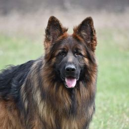 German Shepherds from Stormies German Sherperds