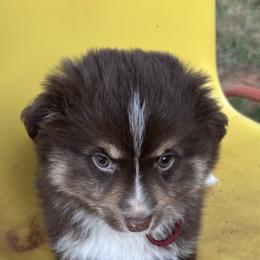 Miniature Australian Shepherd Puppies from Mini Aussies In Texas
