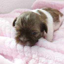 Crystal - Liver and white female Shih Tzu puppy in Buffalo, New York from Shih Tzu's by Jen