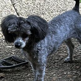 Sheba - Poodle