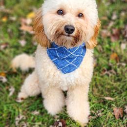 Grady - Goldendoodle
