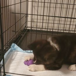Sporty Mix Puppies from Eternal Symmetry
