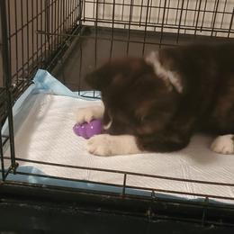Sporty Mix Puppies from Eternal Symmetry