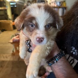 Enzo - Red merle male Australian Shepherd puppy in Auburndale, Florida from Amber's Aussies and Huskies