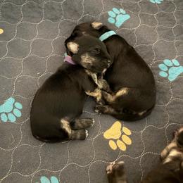 Boy 1 - Gray male Cesky Terrier puppy in New Glarus, Wisconsin from Johnwicki Ceskys