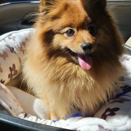 Pomeranian puppies from ADKPOM Adirondack Pomeranians