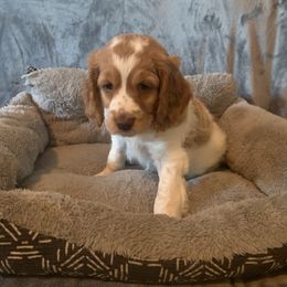 Cockapoo and Mastiff Puppies from MuddyBootsDoodles