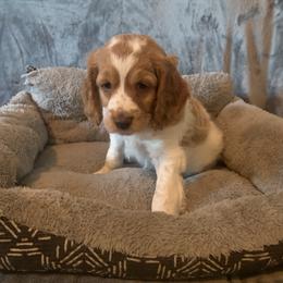 Cockapoo and Mastiff Puppies from MuddyBootsDoodles