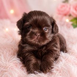 MAVIS GIRL - Chocolate female Shih Tzu puppy in Kissimmee, Florida from My Little Shih Tzu Dreams