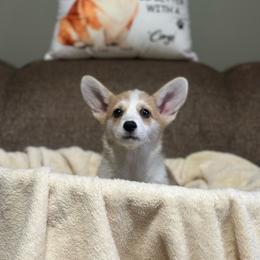 Penelope - Sable female Pembroke Welsh Corgi puppy in Urbana, Ohio from Edgewood Farm and Kennel