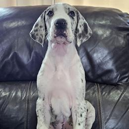 Magnolia - Mantle merle female Great Dane puppy in Castle Rock, Washington from Uber Alles Great Danes