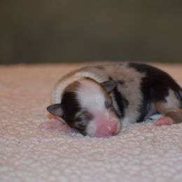 Lt.Pink - Blue merle female Australian Shepherd puppy in Pilot, Virginia from Obsidian Australian Shepherd