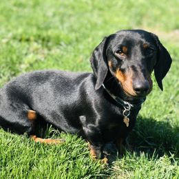 Eliott - Dachshund