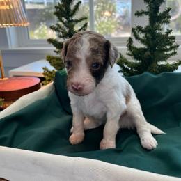 Polly - White and red merle female Bordoodle puppy in Valley Center, California from Circle R Valley Bordoodls