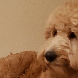 Hazel - Goldendoodle