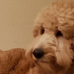 Hazel - Goldendoodle
