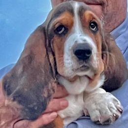 Basset Hounds from Sharpe's Basset Hounds