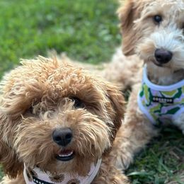 Goldendoodles from Kelly’s Doodle Doos