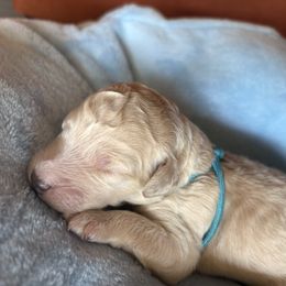 Light blue - Cream male Poodle puppy in Redlands, California from LEI Kennels