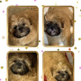 Shih Tzu Puppies from Shih-tzu Dynasty