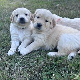 Golden Retriever puppies from Trillium Spring's Goldens