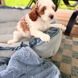 Bentley - Parti male Goldendoodle puppy in Cocoa, Florida from The Beach Doodles