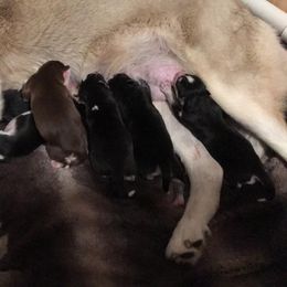 Siberian Husky Puppies from Blue Moon Siberian Husky Haven