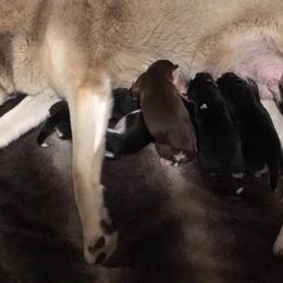 Siberian Husky Puppies from Blue Moon Siberian Husky Haven