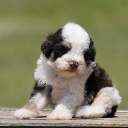 A Litter Boy 2 - White male Lagotto Romagnolo puppy in Seymour, Missouri from Terra Incognita