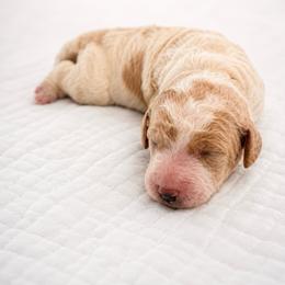 Sean - Parti male Goldendoodle puppy in Rocky Point, North Carolina from CelticDoods