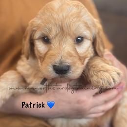 Patrick - Apricot male Goldendoodle puppy in Lancaster, Minnesota from North Star Dog Training