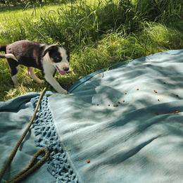 Border Collie and English Shepherd Puppies from Seldom seen herding dogs