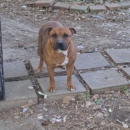Boy 4 - male Staffordshire Bull Terrier puppy in Houston, Texas from Khaleesi Kennel